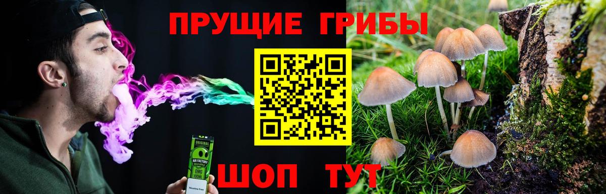 Фролово  Галлюциногенные грибы Cubensis  Вход с VPN 